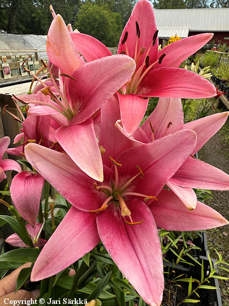 Lilium Hollandicum-Ryhm� 'Pink County', tarhasarjalilja